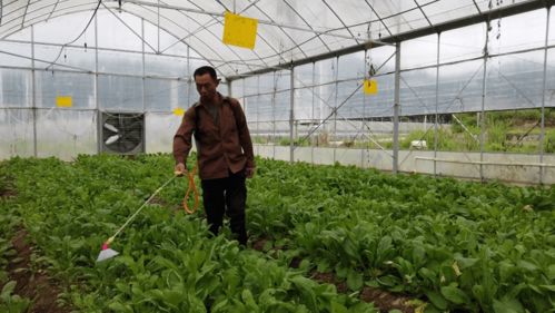 合作社+基地+農(nóng)戶(hù) 蔬菜種植技術(shù)開(kāi)發(fā)引領(lǐng)45名貧困人口就業(yè)增收