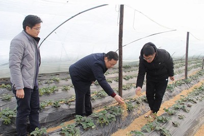 縣農(nóng)業(yè)局成立專項工作專班 積極應(yīng)對雨雪冰凍低溫災(zāi)害 全力保障農(nóng)業(yè)種植技術(shù)開發(fā)
